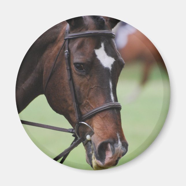 Cute Arabian Horse Magnet (Framsidan)