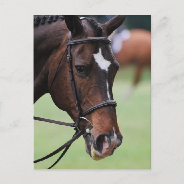 Cute Arabian Horse Postcards Vykort (Framsida)