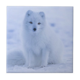 Cute Arctic Fox on Snowy Winter Background Kakelplatta
