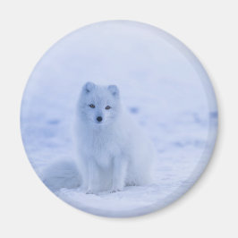 Cute Arctic Fox on Snowy Winter Background Magnet
