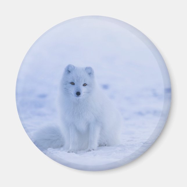 Cute Arctic Fox on Snowy Winter Background Magnet (Framsidan)