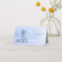Cute Arctic Fox on Snowy Winter Background