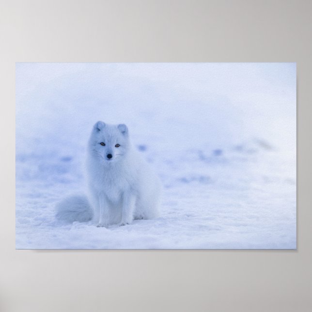 Cute Arctic Fox on Snowy Winter Background Poster (Framsidan)