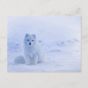 Cute Arctic Fox on Snowy Winter Background Vykort