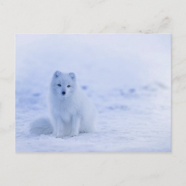 Cute Arctic Fox on Snowy Winter Background Vykort (Framsida)