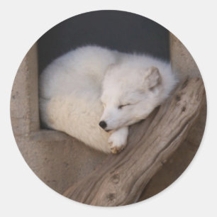 Cute Arctic Fox Sleeping Runt Klistermärke