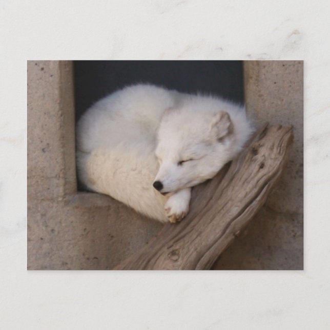 Cute Arctic Fox Sleeping Vykort (Framsida)