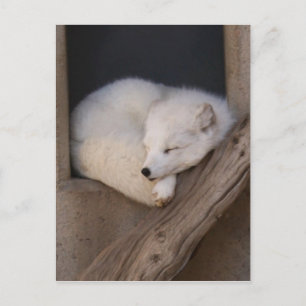 Cute Arctic Fox Sleeping Vykort