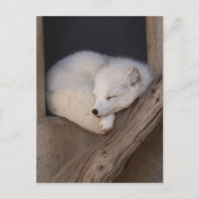 Cute Arctic Fox Sleeping Vykort (Framsida)