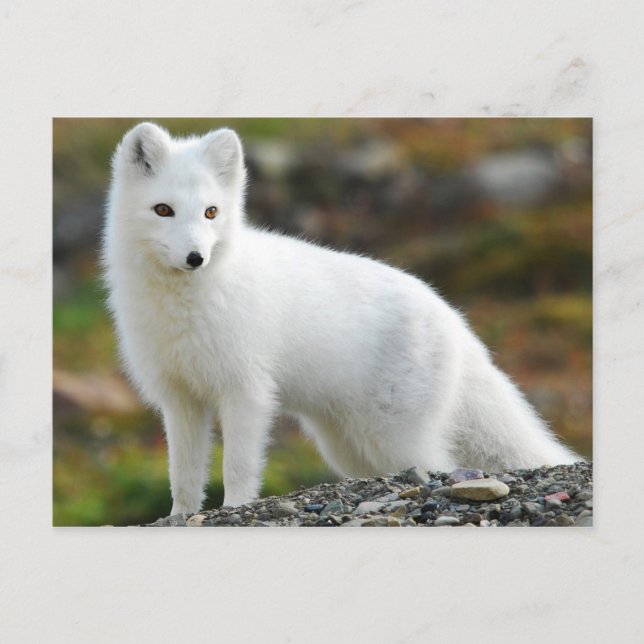 Cute Arctic Fox Vykort (Framsida)