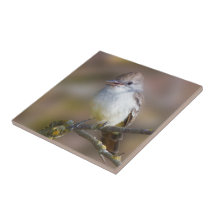 Cute Ash-Throated Flycatcher Songbird på Gren