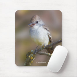 Cute Ash-Throated Flycatcher Songbird på Gren Musmatta