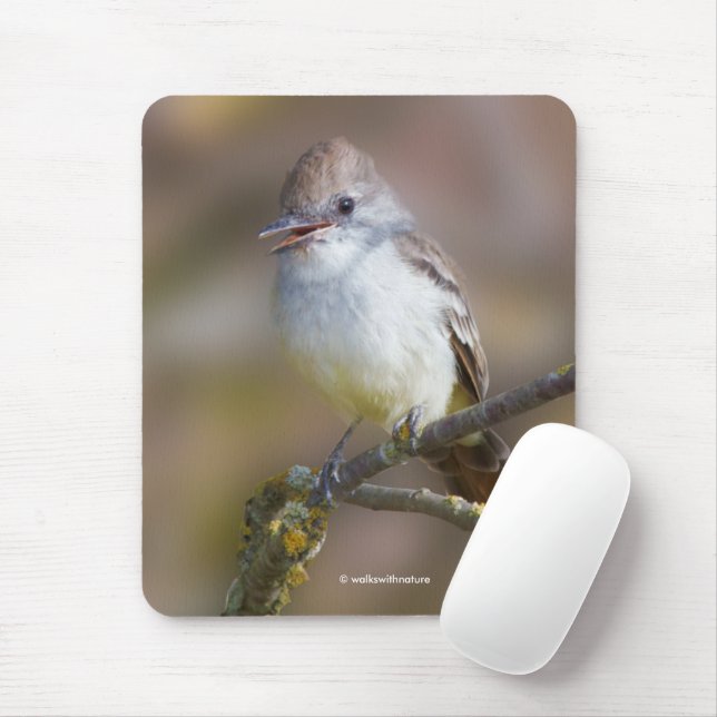 Cute Ash-Throated Flycatcher Songbird på Gren Musmatta (Med mus)