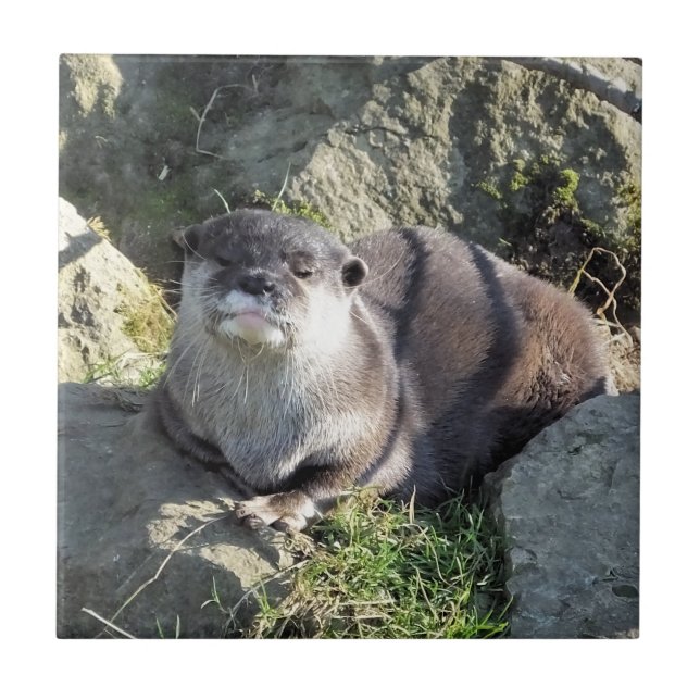 CUTE ASIAN OTTER KAKELPLATTA (Framsidan)