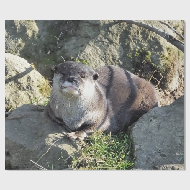 CUTE ASIAN OTTER PRESENTPAPPER (Platt)