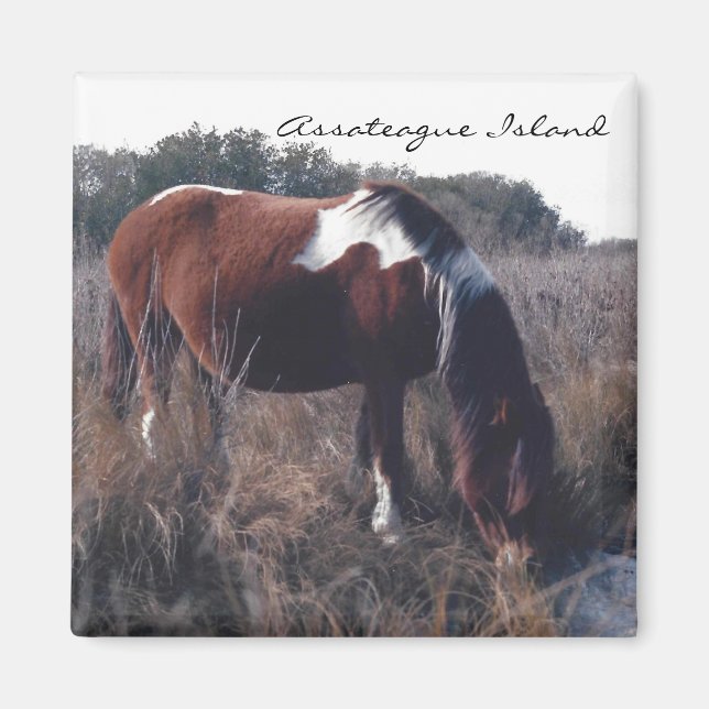 Cute Assateague Mare - Magnet (Framsidan)