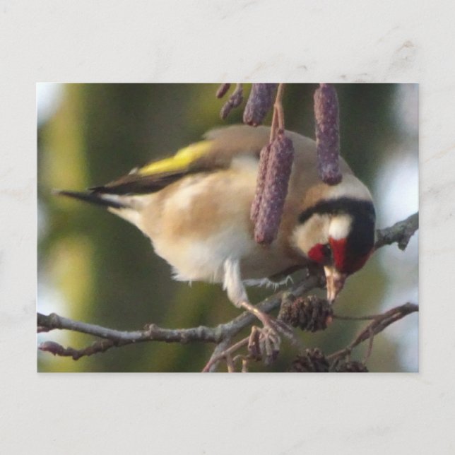 Cute ätande Goldfinch DIY-vykort Vykort (Framsida)