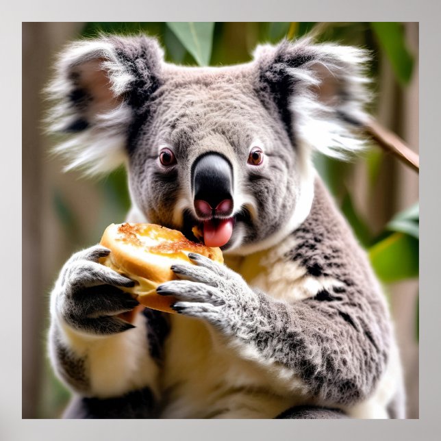 Cute Australian Koala Eating a Kött Paj Poster (Framsidan)