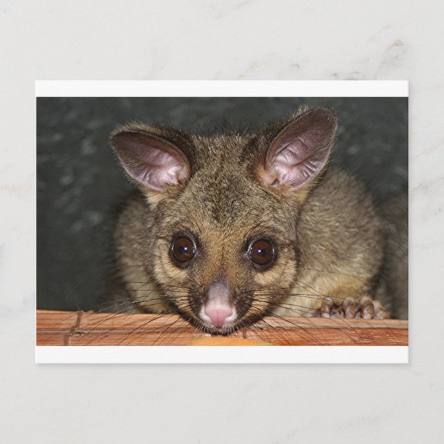 Cute Australian possum Vykort (Framsida)