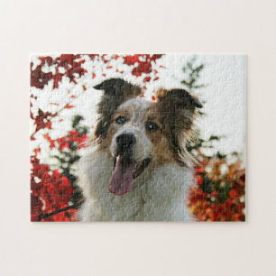 Cute Australian shepherd Hund Porträtt Pussel