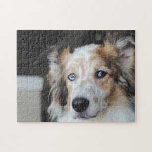 Cute Australian shepherd Hund Porträtt Pussel