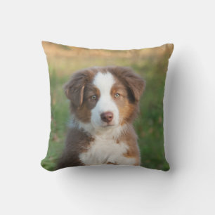 Cute Australian shepherd Hund Puppy - för utsidan Kudde