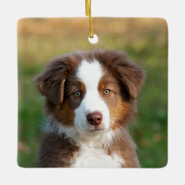Cute Australian shepherd Hund Puppy Photo Porträtt Julgransprydnad Keramik (Framsida)