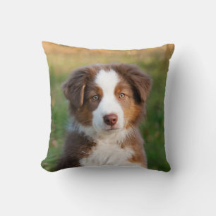 Cute Australian shepherd Hund Puppy Photo Porträtt Kudde