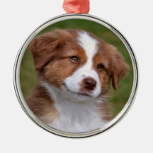 Cute Australian shepherd Puppy Ceramic Ornament