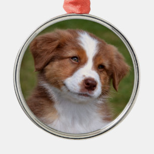 Cute Australian shepherd Puppy Ceramic Ornament