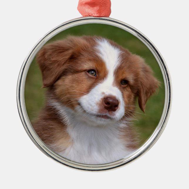 Cute Australian shepherd Puppy Ceramic Ornament (Framsidan)
