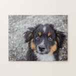 Cute Australian shepherd Puppy Porträtt Pussel<br><div class="desc">Cute Australian shepherd valpars fotografering. Lägg till anpassningsbarnas ordalydelse i den här designen genom att använda rutorna "Redigera den här designmallen" på objektets höger eller klicka på den blå knappen "Anpassa" för att ordna texten, ändra typsnitt och färger och för att lägga till ytterligare information eller bilder till den här...</div>