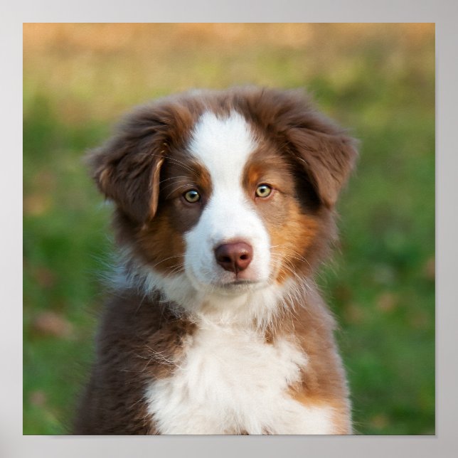 Cute Australian shepherd valp Poster (Framsidan)