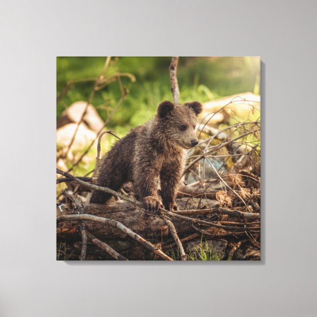 Cute Baby Bear i Skogen Canvastryck (Framsida)