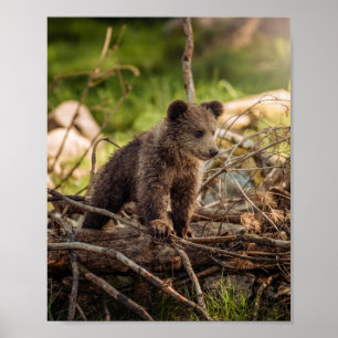 Cute Baby Bear i Skogen Poster