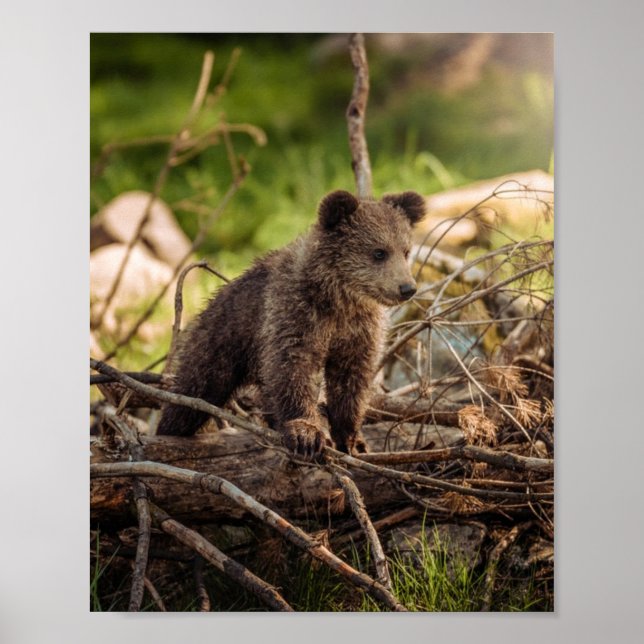 Cute Baby Bear i Skogen Poster (Framsidan)
