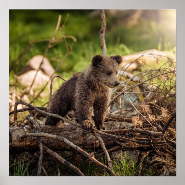Cute Baby Bear i Skogen Poster (Framsidan)