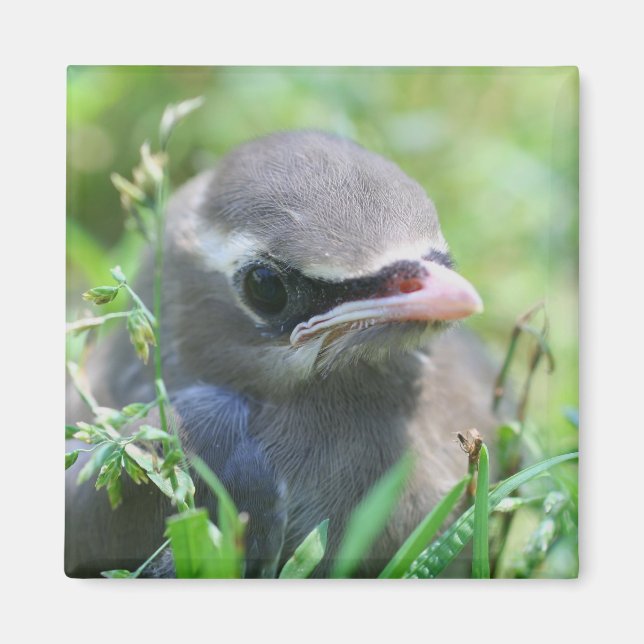 Cute Baby Bird Nature Magnet (Framsidan)