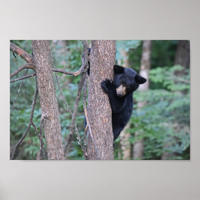 Cute Baby Black Bear Unge i Träd Photo Poster (Framsidan)