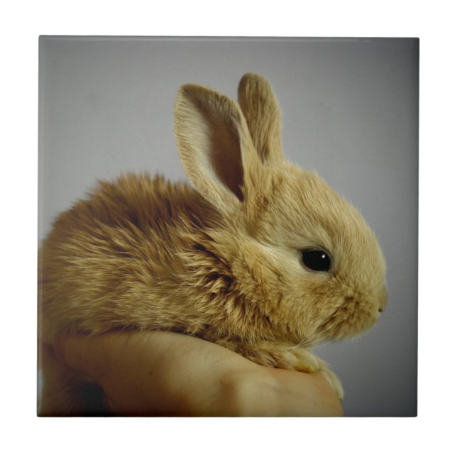 Cute Baby Bunny in Hand Kakelplatta (Framsidan)