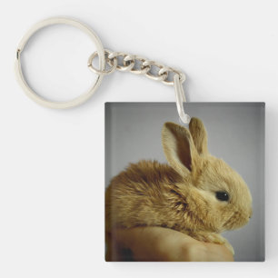 Cute Baby Bunny Rabbit i Hand