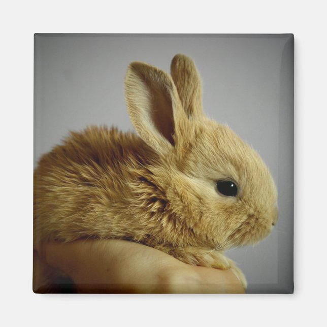 Cute Baby Bunny Rabbit i Hand Magnet (Framsidan)