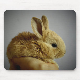 Cute Baby Bunny Rabbit i Hand Musmatta