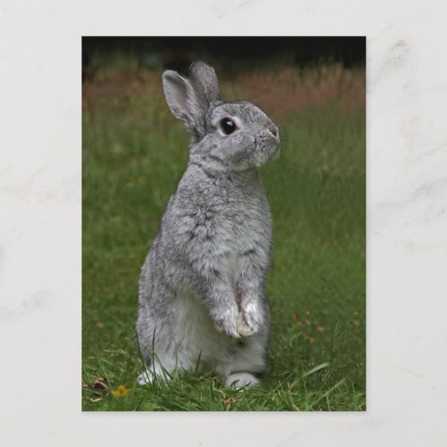 Cute Baby Bunny vykort (Framsida)