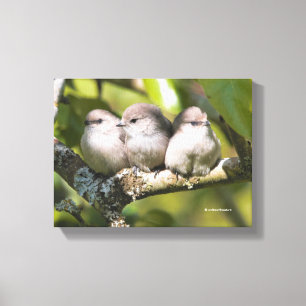 Cute Baby Bushtit Songbird i Pear Träd Canvastryck