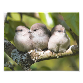 Cute Baby Bushtit Songbird i Pear Träd Fototryck