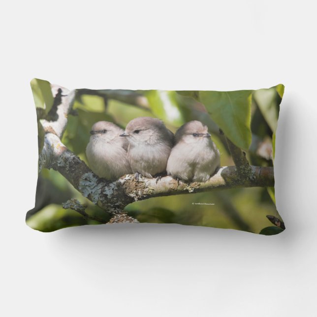 Cute Baby Bushtit Songbird i Pear Träd Lumbarkudde (Framsida)