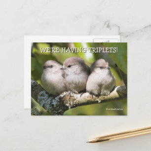 Cute Baby Bushtit Songbird i Pear Träd Vykort