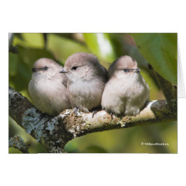 Cute Baby Bushtit Songbird in Pear Träd Card Hälsningskort
