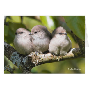 Cute Baby Bushtit Songbird in Pear Träd Card Hälsningskort